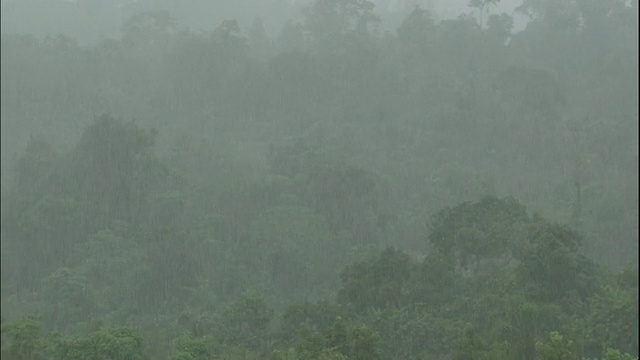 潘离开了，大雨落在巴西的丛林视频素材