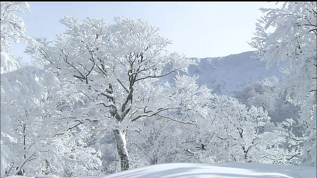 白上山原始山毛榉森林雪景视频素材