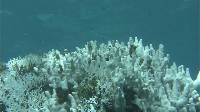 珊瑚白化，珊瑚礁，白鹤海岸，石垣岛，冲绳县，潜水拍摄视频素材