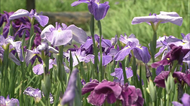 棚架上的紫藤花视频素材