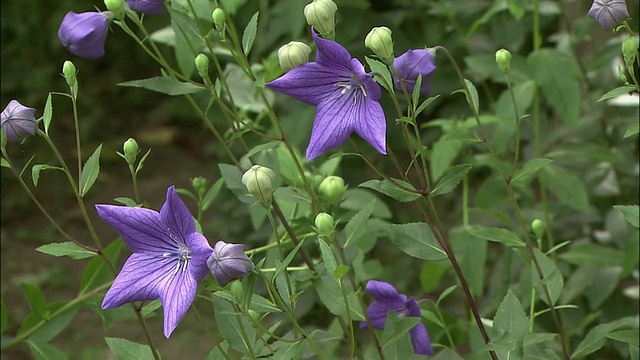 棚架上的紫藤花视频素材