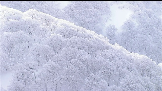 雪景，白上山脉，原始山毛榉森林，日本视频素材