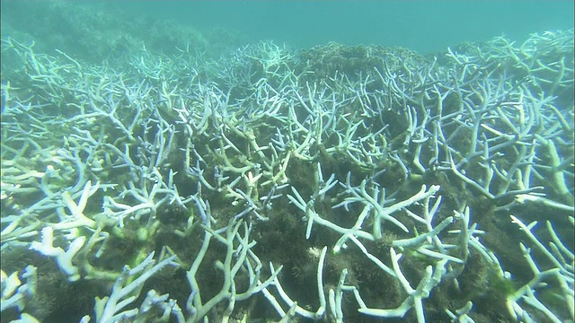 珊瑚白化，珊瑚礁，白鹤海岸，石垣岛，冲绳县，潜水拍摄视频素材