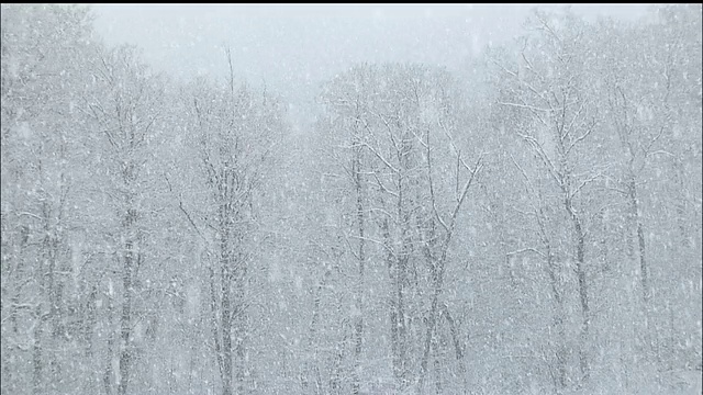 大雪落在森林，白上山脉，原始山毛榉森林，日本视频素材