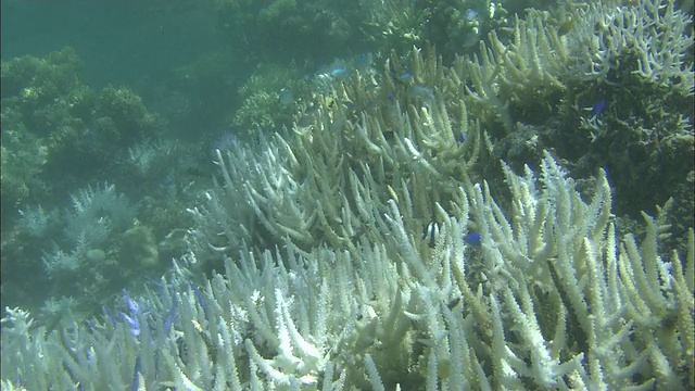 珊瑚白化，珊瑚礁，白鹤海岸，石垣岛，冲绳县，潜水拍摄视频素材