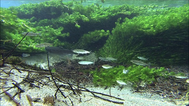 游泳虹鳟鱼藻类湖中禅寺潜水拍摄视频素材