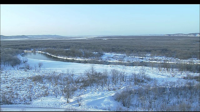 北海道钏路湿地，白雪覆盖的平原上有光秃秃的棕色灌木视频素材