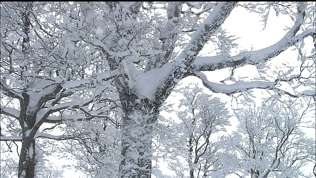 白上山原始山毛榉森林雪景视频素材