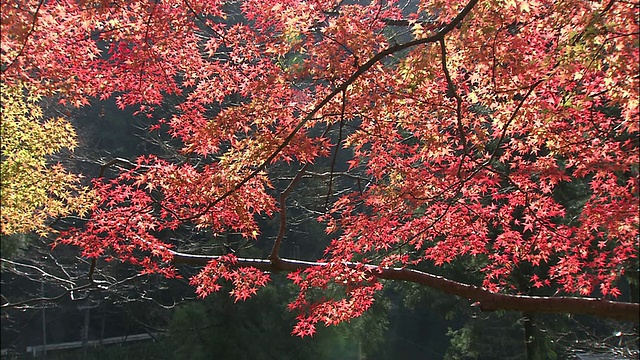 潘在奈良的枫树上留下了秋天的色彩视频素材