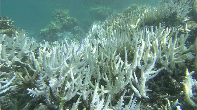 珊瑚白化，珊瑚礁，白鹤海岸，石垣岛，冲绳县，潜水拍摄视频素材