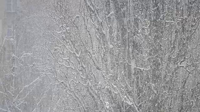 雪落在大的无叶树的背景上视频素材