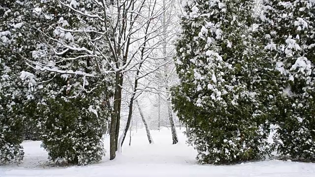 雪在绿树的背景下视频素材