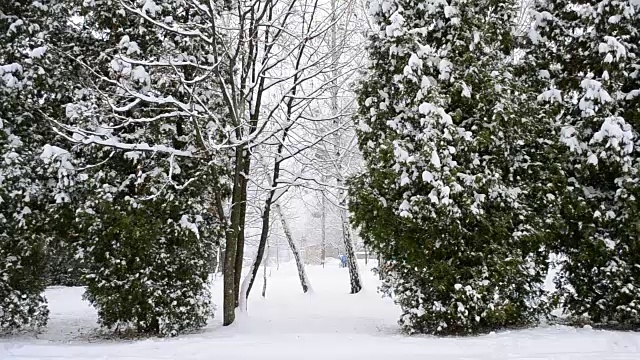 雪落在绿油油的槐树上，映衬着远方的人们视频素材