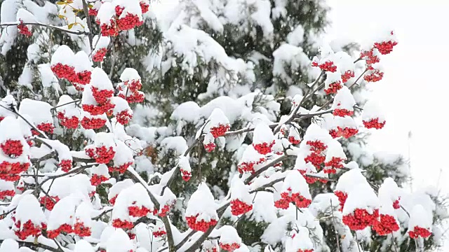 白雪覆盖着白色和绿色的背景和红色的花楸浆果视频素材