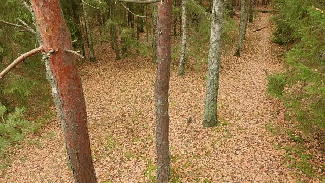 森林里的树。秋天的白天。光滑的多莉。视频素材