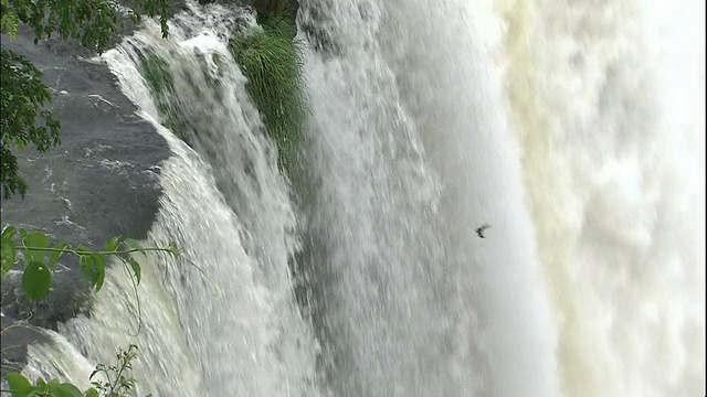 巨大的黑色雨燕跳入巴西和阿根廷边界的伊瓜苏瀑布的溪流视频素材