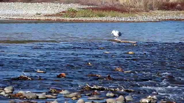 孤独的海鸥在美国加州萨克拉门托河上洗鸟浴视频素材