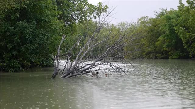 红树林正在下雨视频素材