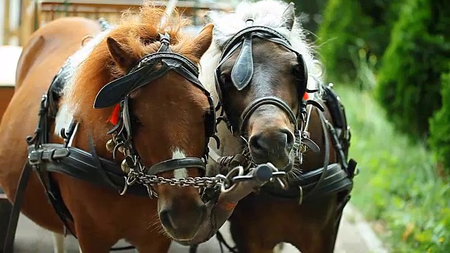 一对戴着马具的马，爱和温柔视频下载