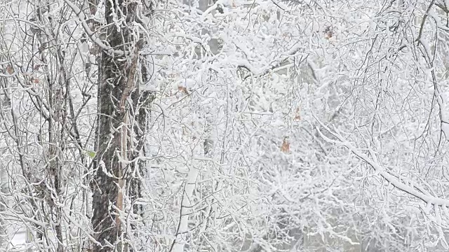 下雪的天气里被雪覆盖的树木视频素材