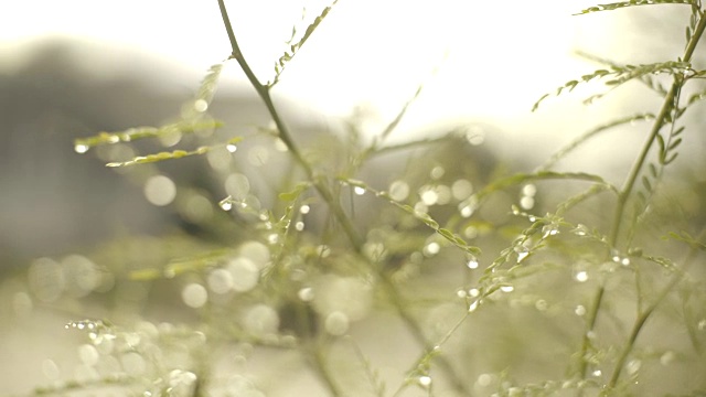 雨后的树枝视频下载