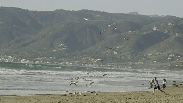 太平洋海岸线上的海鸥视频下载