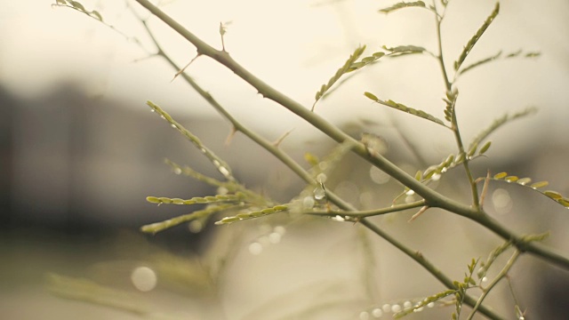 雨后的树枝视频素材