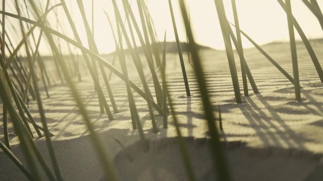 芦苇从根部吹向海滩视频下载