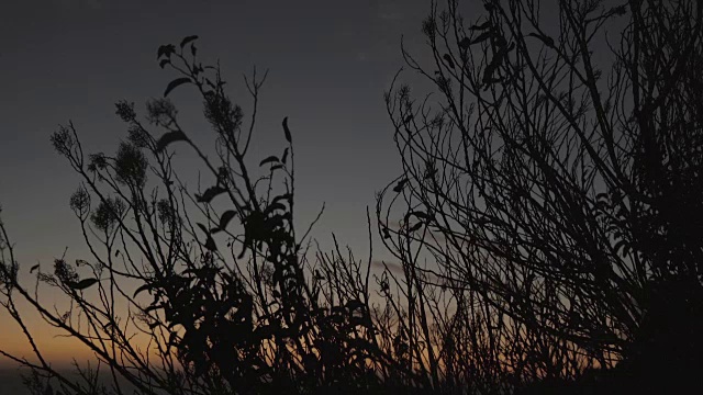 日落后的海滩植物视频下载