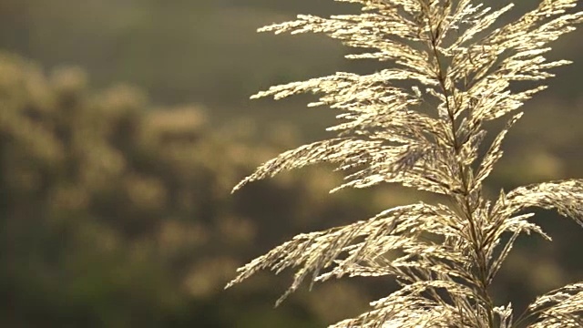 花视频下载