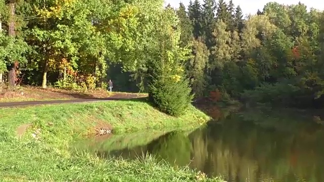 景观有秋天的森林和湖泊视频素材