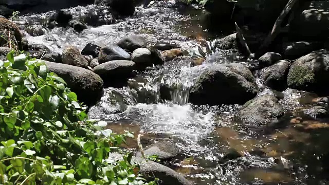 在植物间流过岩石的小溪流视频素材