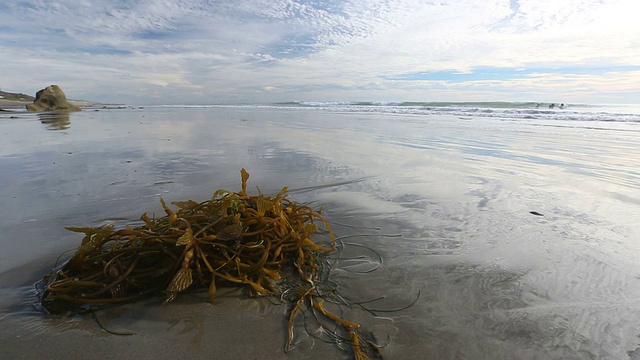 海滩上的海藻视频素材