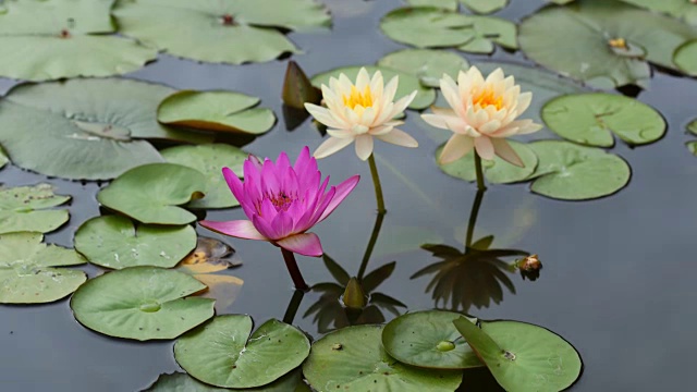 时间流逝，睡莲开了花视频素材