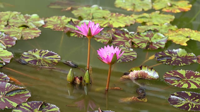 时间流逝，睡莲开了花视频素材