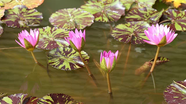 时间流逝，睡莲开了花视频素材