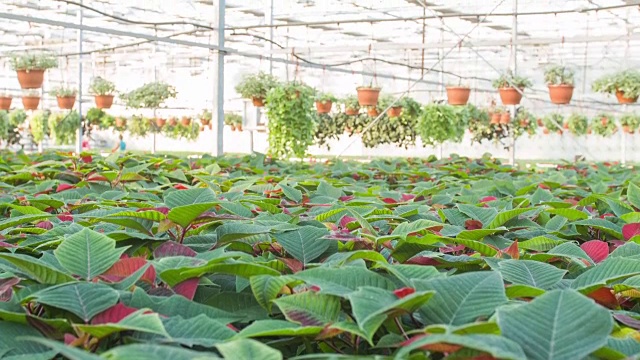 温室里的植物视频素材