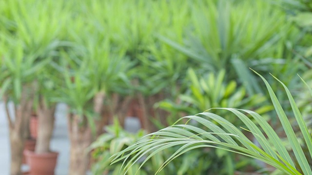 温室里的植物视频素材