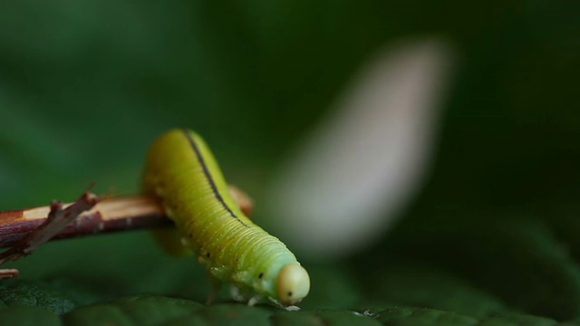 毛毛虫视频素材