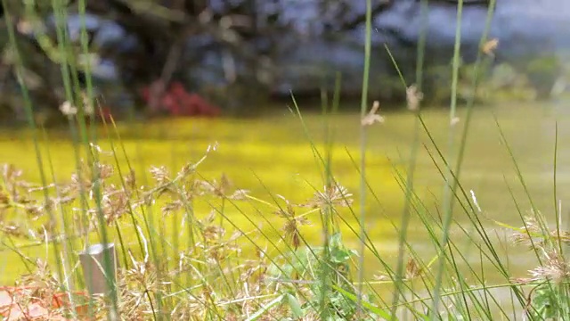 湖附近的芦苇和草视频下载