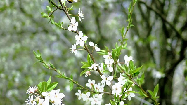 大黄蜂正在白色的樱花上采集花蜜视频素材