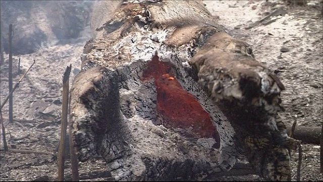 在巴西，烟雾从热带雨林的树桩中升起。亚马逊丛林视频素材