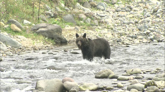 北海道知床半岛，一只熊在小溪中寻找鱼视频素材