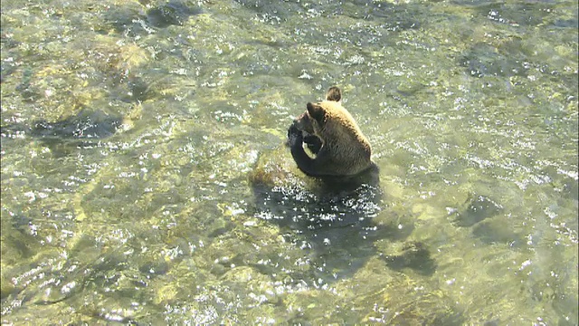 北海道知子半岛，棕熊在清澈的溪流中捕猎鲑鱼视频素材