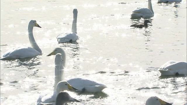 吵闹的天鹅在波光粼粼的豆腐湖，北海道视频素材