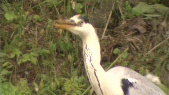 苍鹭捕食鱼，北海道视频素材