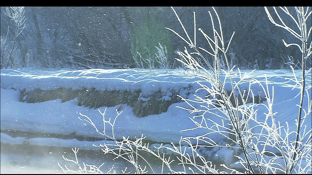 北海道钏路湿地，白雪皑皑的树枝和河岸视频素材