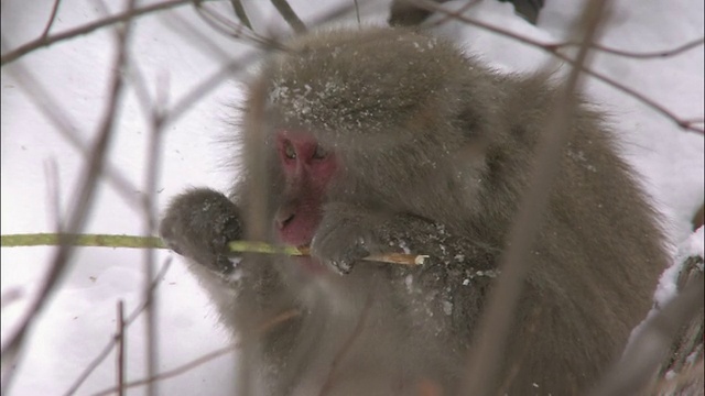 日本猕猴在雪中的细枝上啃树皮，日本长野雅日阁山视频素材