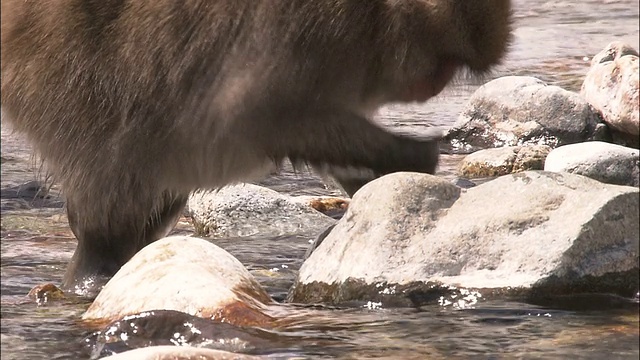 日本长野县雅立阁山，一只日本猕猴在浅河里翻石头觅食视频素材