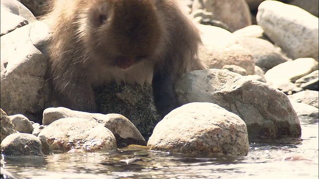 日本长野县雅立阁山，一只日本猕猴在浅河里翻石头觅食视频素材